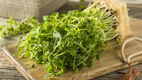 Pea shoots. Things To Know About Pea shoots. 
